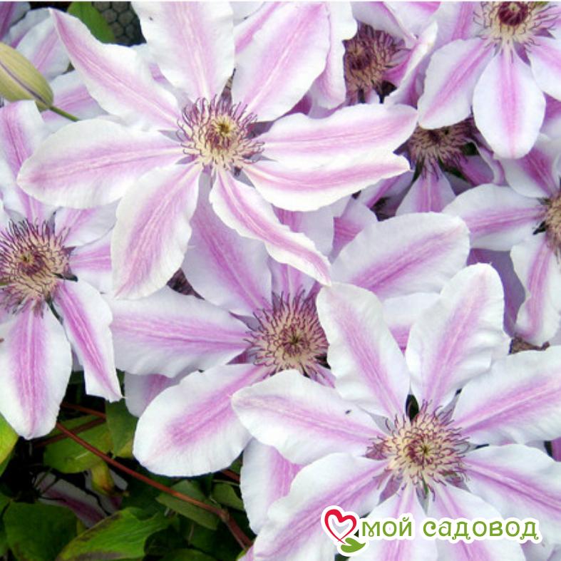 Клематис Дебютант ЗКС
