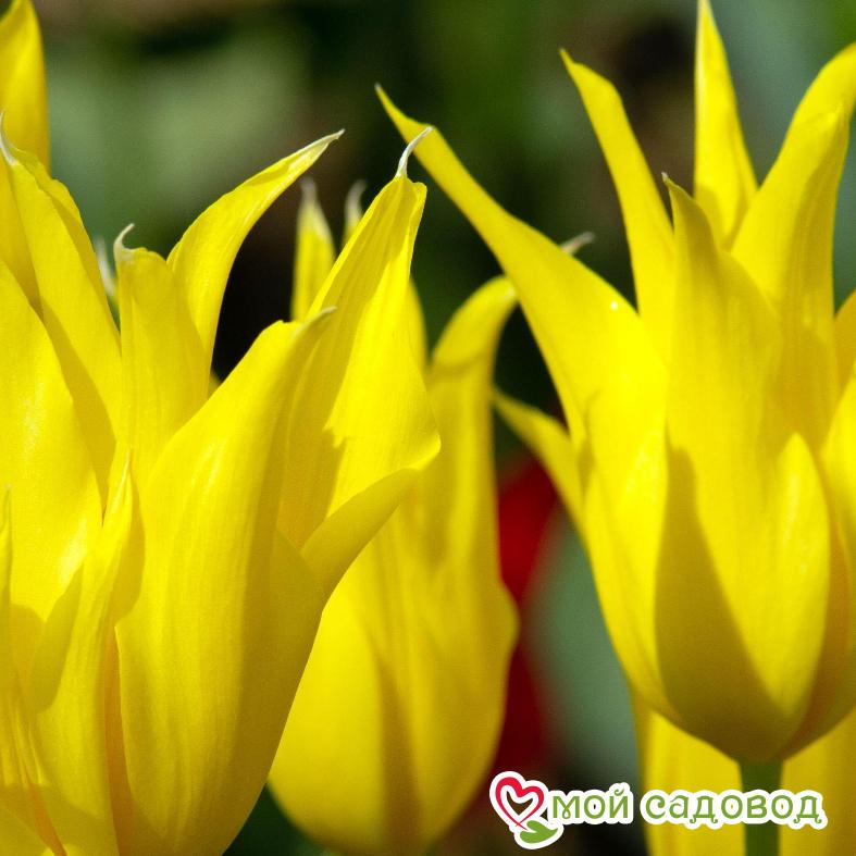 Тюльпан попугайный Дэнсинг Шоу