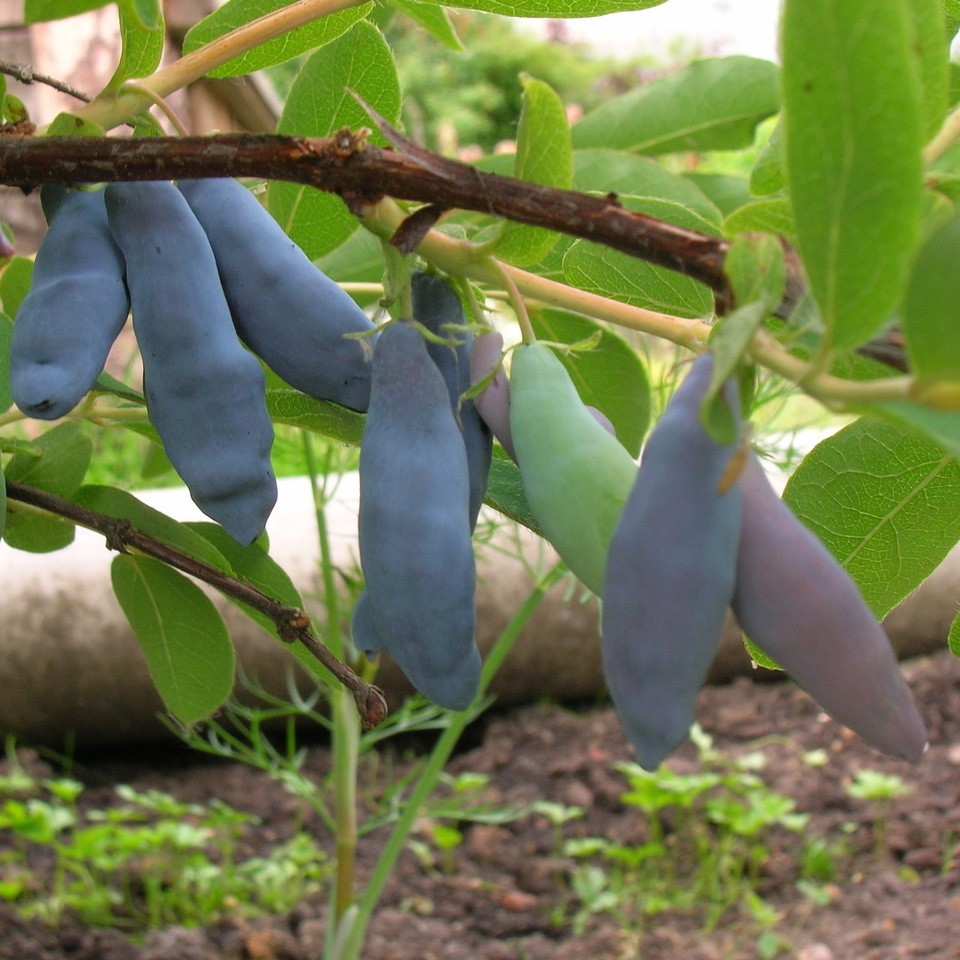 ЖИМОЛОСТЬ ЛЕНИНГРАДСКИЙ ВЕЛИКАН