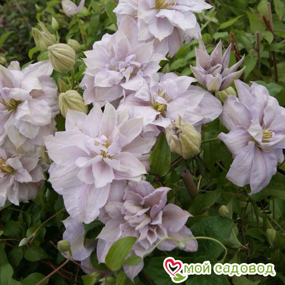 Клематис Беллиссимо