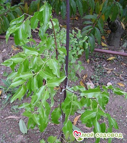 Зизифус Коктебель