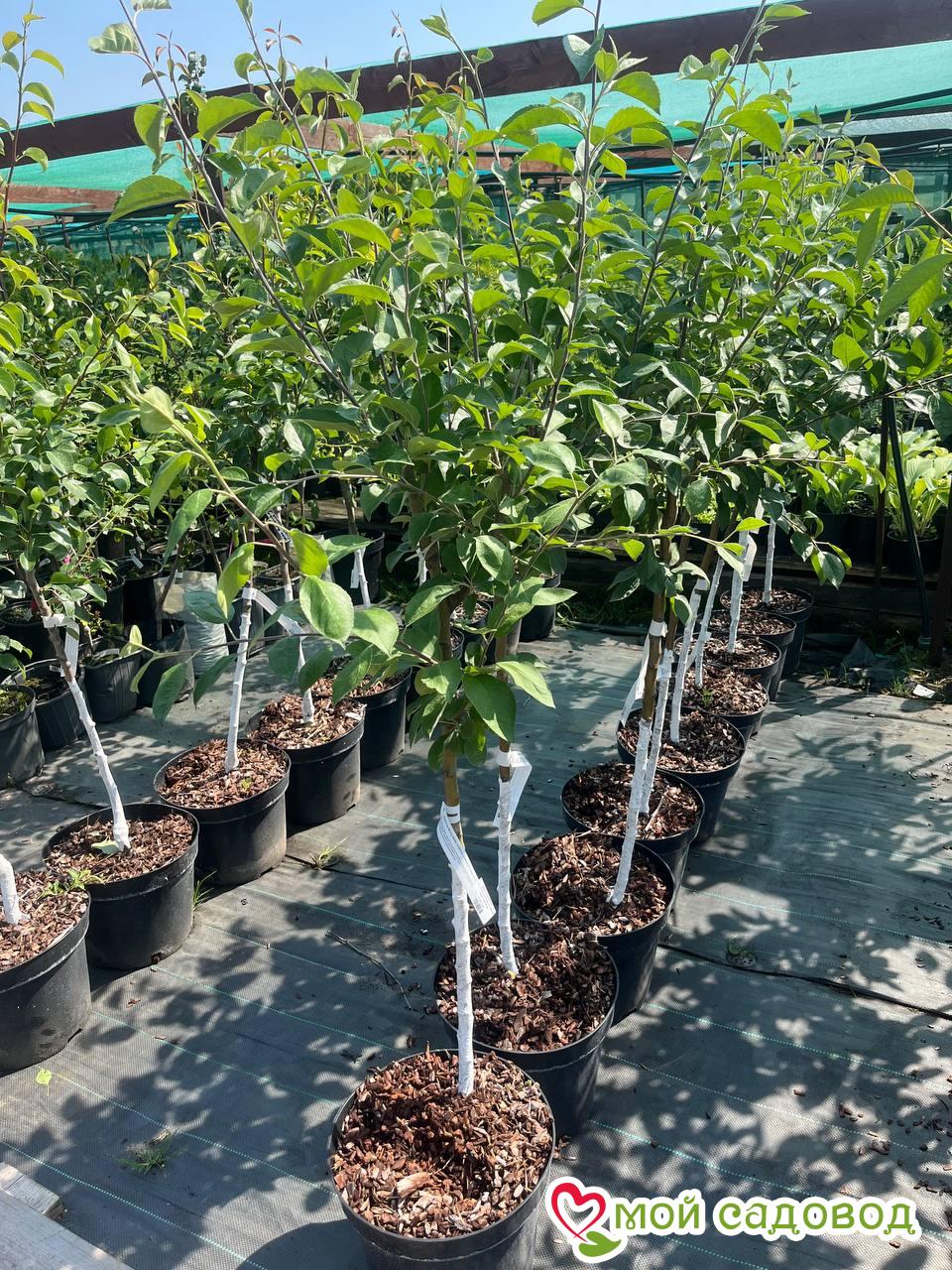 Яблоня Черный Бриллиант