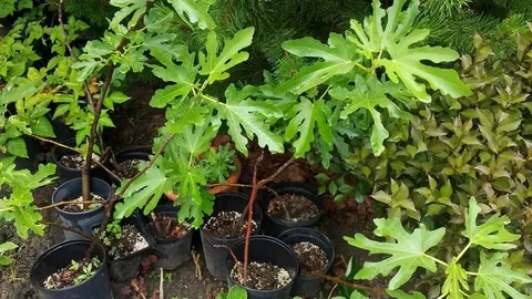 Инжир Билинс